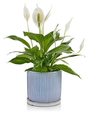 LAROSA_0036_IMG_5099